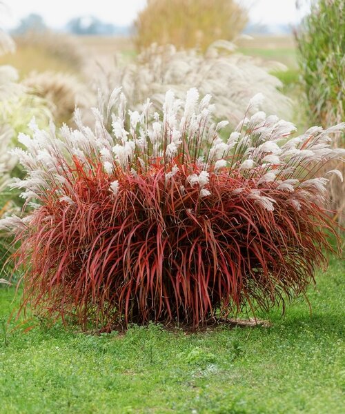 Miscanthus Lady in Red