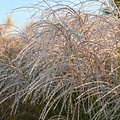 Miscanthus Silver Charm
