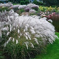Miscanthus Silver Charm