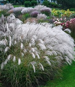 Miscanthus Silver Charm