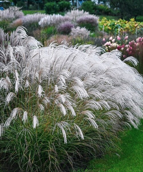 Miscanthus Silver Charm