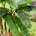 Musa Ever Red