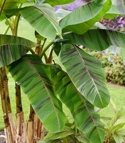 Musa Ever Red