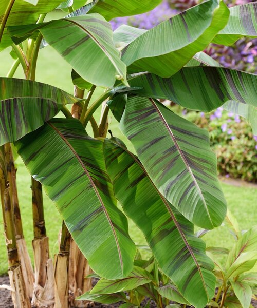 Musa Ever Red