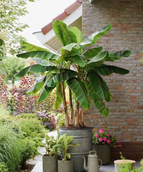 Musa Ever Red