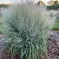 Panicum Niagara Falls