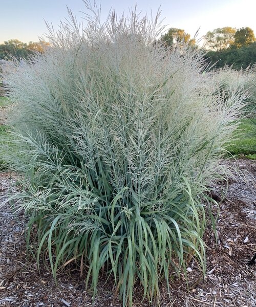Panicum Niagara Falls