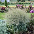 Panicum Niagara Falls