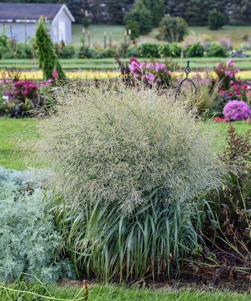Panicum Niagara Falls