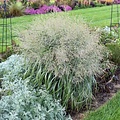 Panicum Niagara Falls