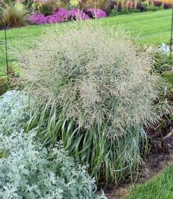 Panicum Niagara Falls