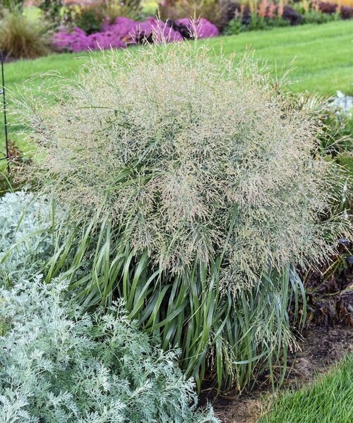 Panicum Niagara Falls