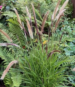 Pennisetum Green Magic