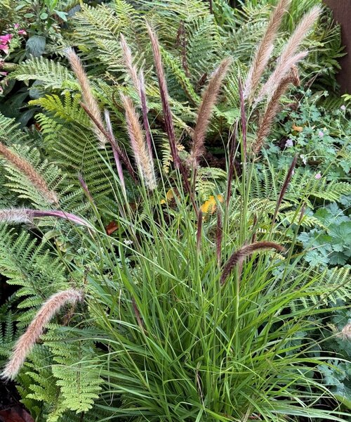 Pennisetum Green Magic