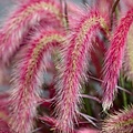 Pennisetum Tiny Tails