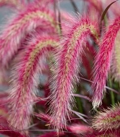 Pennisetum Tiny Tails