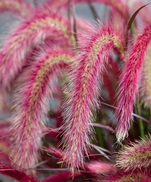 Pennisetum Tiny Tails