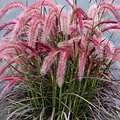 Pennisetum Tiny Tails
