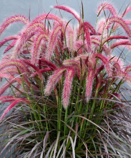 Pennisetum Tiny Tails