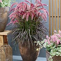 Pennisetum Tiny Tails