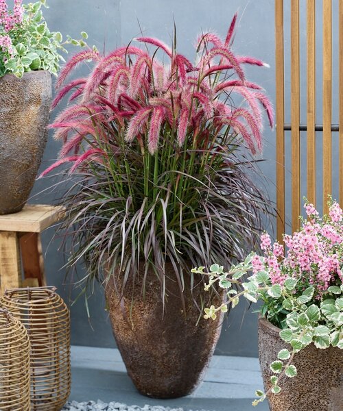 Pennisetum Tiny Tails