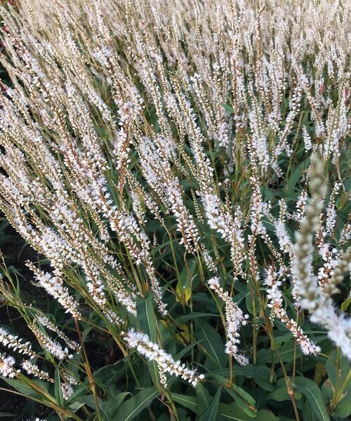 Persicaria JS Misty Morning