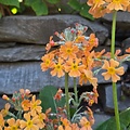 Primula Aloha Primula Aloha Sundance