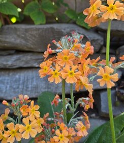 Primula Aloha Sundance
