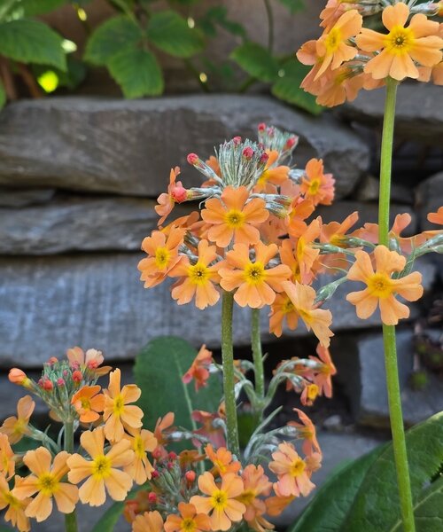 Primula Aloha Primula Aloha Sundance
