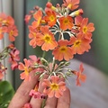 Primula Aloha Primula Aloha Sundance