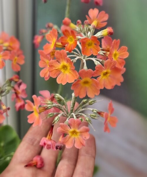 Primula Aloha Primula Aloha Sundance