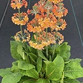 Primula Aloha Primula Aloha Sundance