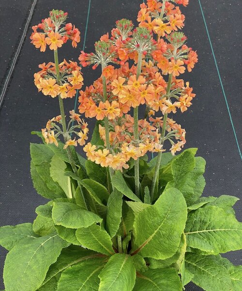 Primula Aloha Primula Aloha Sundance