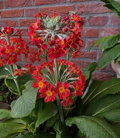 Primula Aloha Sunset