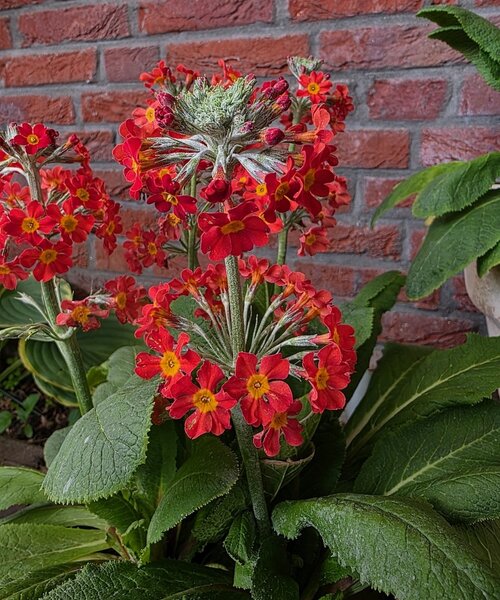 Primula Aloha Primula Aloha Sunset