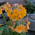 Primula Aloha Primula Aloha Sunshine