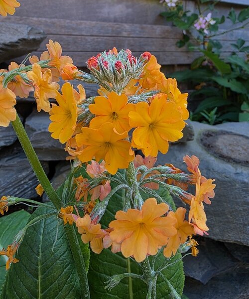 Primula Aloha Primula Aloha Sunshine