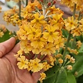 Primula Aloha Primula Aloha Sunshine