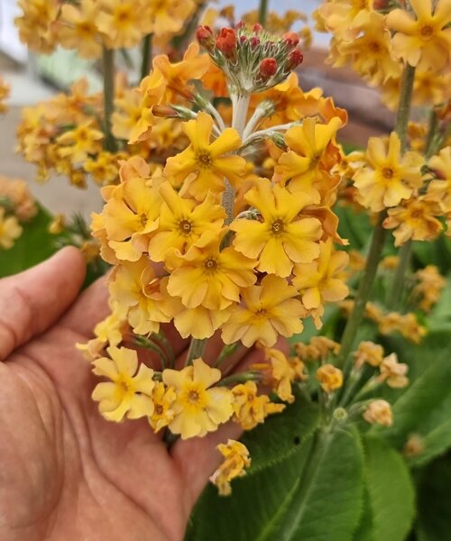 Primula Aloha Primula Aloha Sunshine
