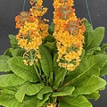 Primula Aloha Primula Aloha Sunshine