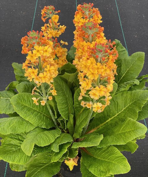 Primula Aloha Primula Aloha Sunshine