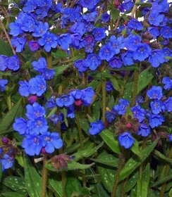 Pulmonaria Nova Cobalt