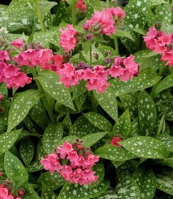 Pulmonaria Shrimps on the Barbie