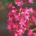 Ribes Amore