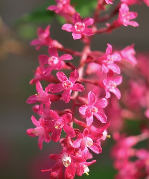 Ribes Amore
