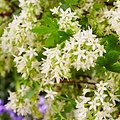 Ribes Oregon Snowflake