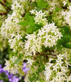 Ribes Oregon Snowflake