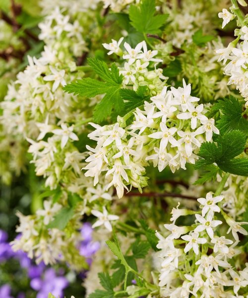 Ribes Oregon Snowflake