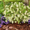 Ribes Oregon Snowflake