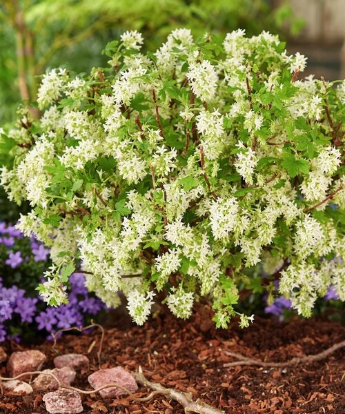 Ribes Oregon Snowflake